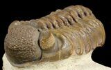 Beautiful, Tan Adrisiops Weugi Trilobite - #46711-1